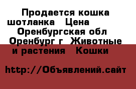 Продается кошка шотланка › Цена ­ 1 000 - Оренбургская обл., Оренбург г. Животные и растения » Кошки   